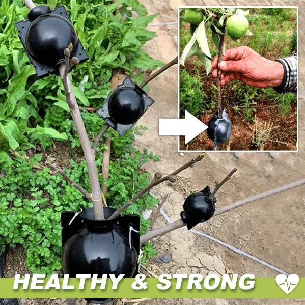 Cajas de plantas de acodo de aire 3PCS - Image 2