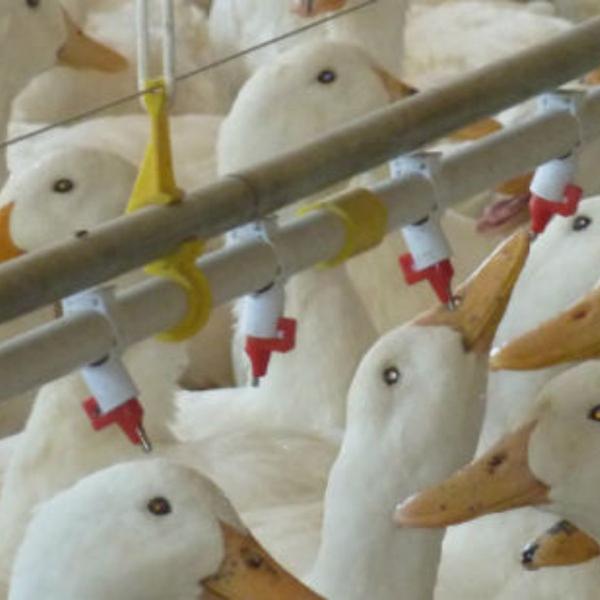 Alimentador automático de agua - Image 3